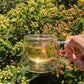 Planet Classy World Tea Tours: Expedition No. 1 — Redwood Tea Estate (Stockton, CA)