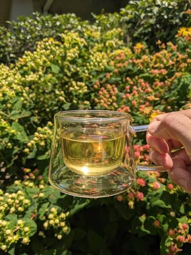 Planet Classy World Tea Tours: Expedition No. 1 — Redwood Tea Estate (Stockton, CA)