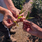 Planet Classy World Tea Tours: Expedition No. 1 — Redwood Tea Estate (Stockton, CA)