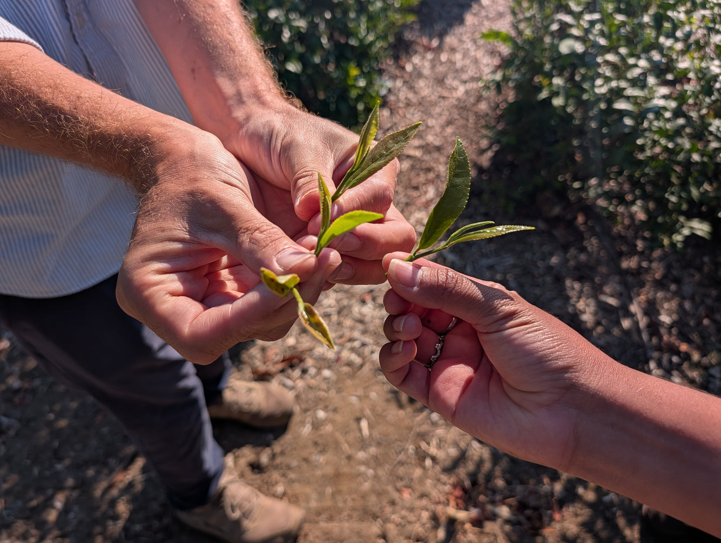 Planet Classy World Tea Tours: Expedition No. 1 — Redwood Tea Estate (Stockton, CA)
