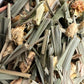 Ginger Fresh Tea